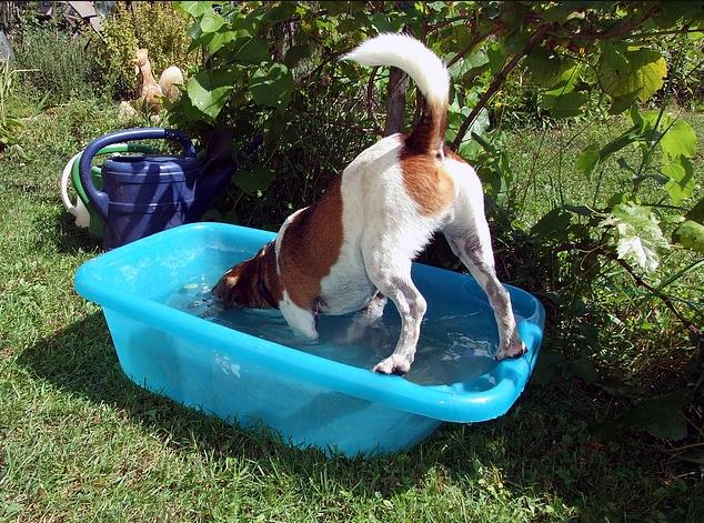 2. dog water bowls for sloppy drinkers