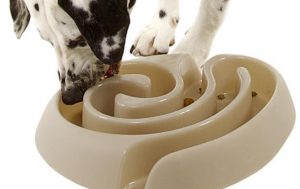 ceramic slow feed dog bowl