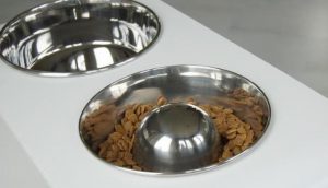metal slow feeder dog bowl