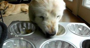 Dog Food Bowl for Fast Eaters