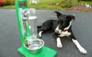 self watering dog bowl
