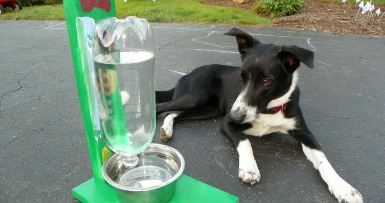 self watering dog bowl