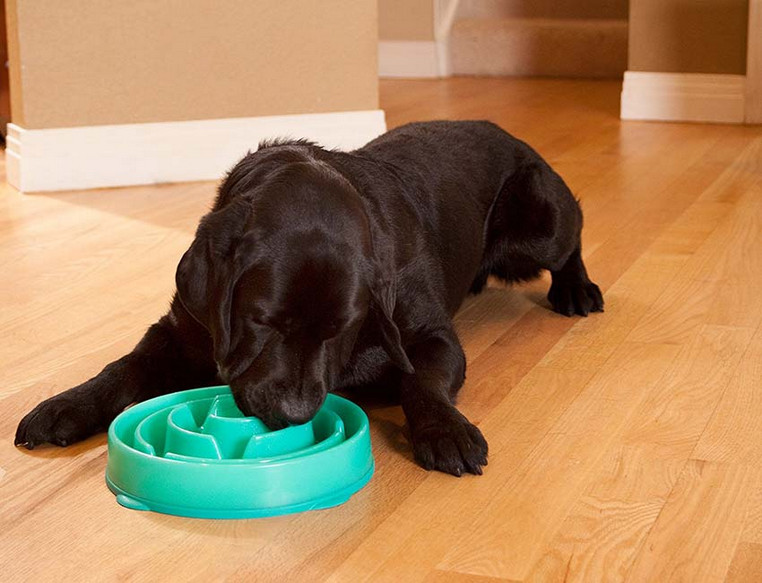 cat bowls to slow down eating
