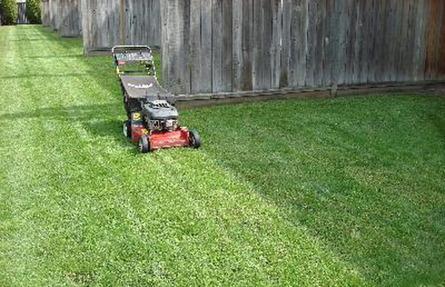 How to treat yard for fleas 2