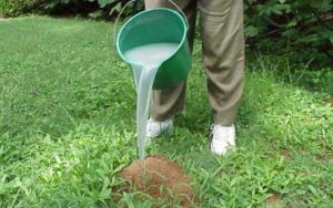 Means of the Best Ant Killer for Yard