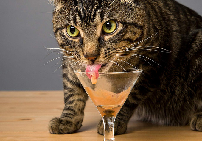 The Beneficial Traits of Lickables Cat Food