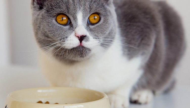 The Ways to Pick Cat Food for Triaditis