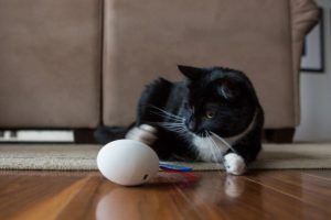Shru Cat Toy with High Durability, Interesting Features, and Top Material