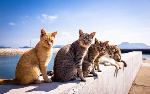 Simple and Easy Process for Deworming Feral Cats in Your Community