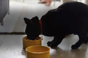 Soulistic Cat Food Recall and Ingredients Review for Healthy Cat