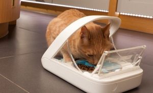 Automatic Cat Feeder Wet Food