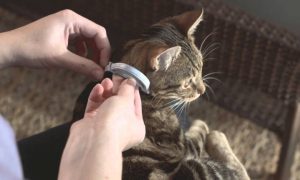 Choosing Seresto Cat Collar to Repel and Kill Fleas