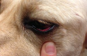Dog swollen eye home treatment