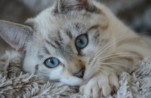 Home Remedies for Kitten Eye Infections that Works All the Time