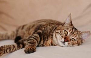 Important Matters to Know about Cat Vomiting Undigested Food and Its Treatment