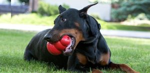 Simple Tips for Choosing the Best Dog Toys for Aggressive Chewers