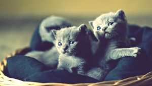 The Reasons Why You Need to Find Purebred Russian Blue Kittens for Sale