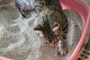 The Ultimate Guide to Find the Best Cat Litter for Odor Control
