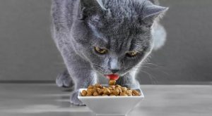 low phosphorus cat food