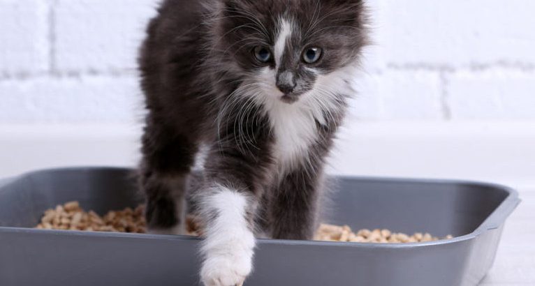 Best Cat Litter for Multiple Cats and Worth to Try