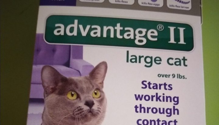 Choosing the Right Advantage for Cats Over 9 lbs