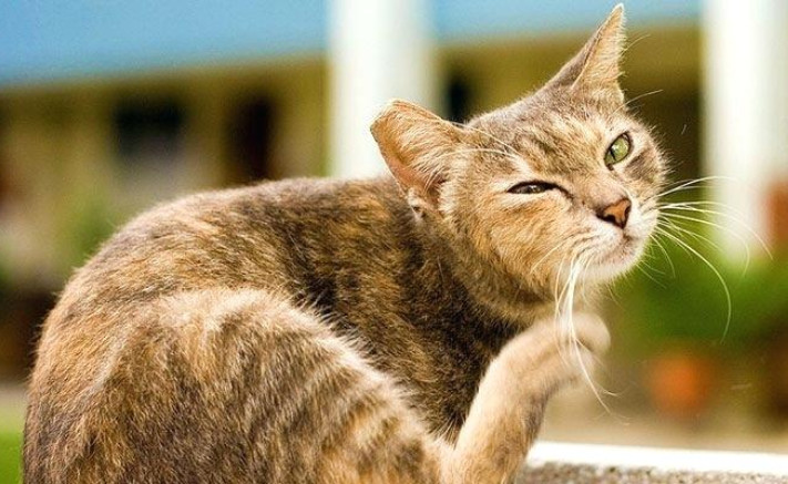treatment for cat mange at home