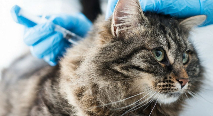 What are FVRCP and When to Get Cat Vaccination Fvrcp