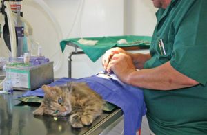 What to Expect from Cheap Cat Neutering
