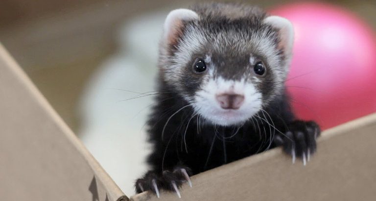 Can Ferrets Eat Cat Food? Things You Should Know