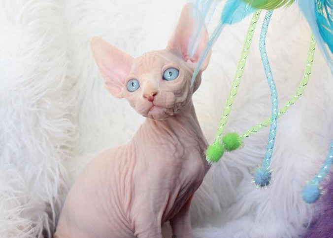 Sphynx rescue