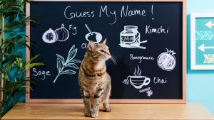 Food Names For Cats and Why Do You Pick Them