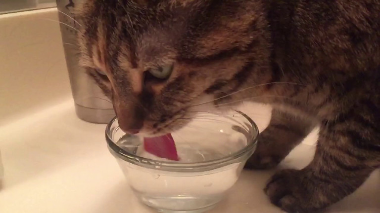 How Long Can Cats Go Without Water and How to Prevent It