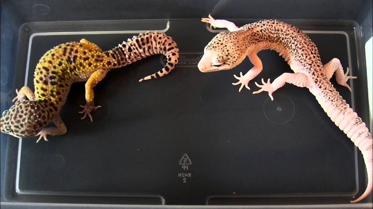 local leopard gecko breeders near me