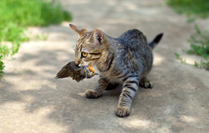 What Do Cats Eat In The Wild? Comparing Wild Cat And Pet Cat Diets