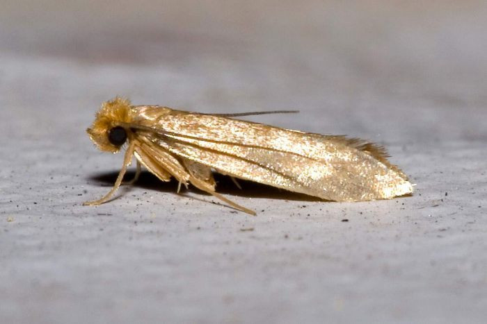 pantry moths in bedroom