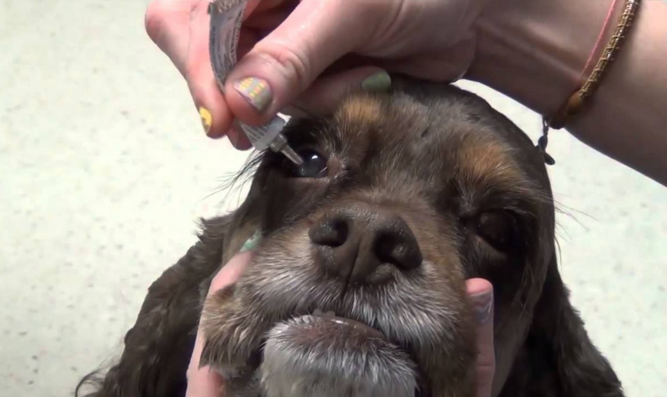 dog conjunctivitis treatment over the counter