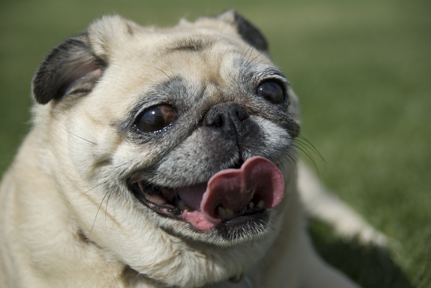dogs breath smells like fish