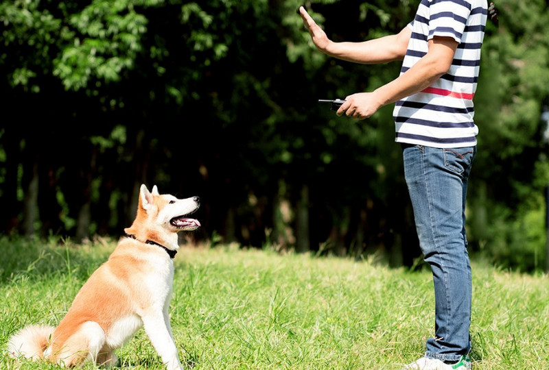PetSpy P620 Premium Dog Training Collar Every Pet Owner Should Buy