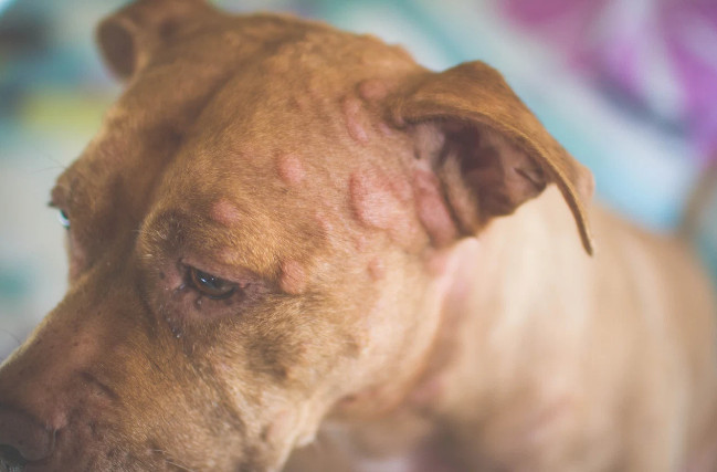 Dog Allergic Reaction Bumps, Symptoms and How to Treat it