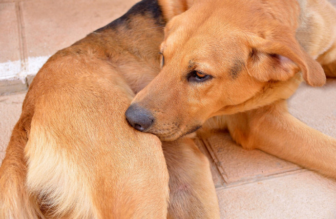 Dog Itching But No Fleas