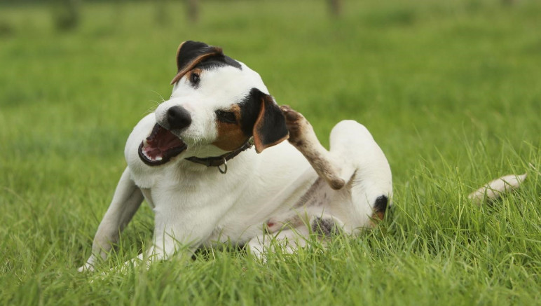 Dog Scratching Home Remedies