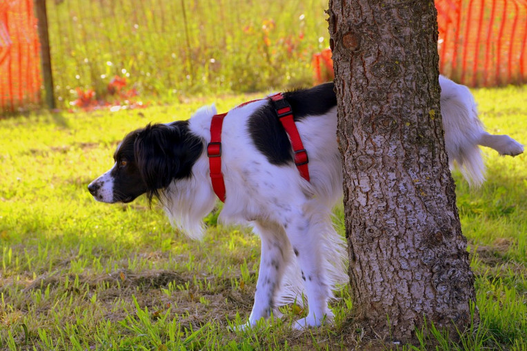 Enzyme Cleaners for Dog Urine, the Must-Try Products to Stop the Stink