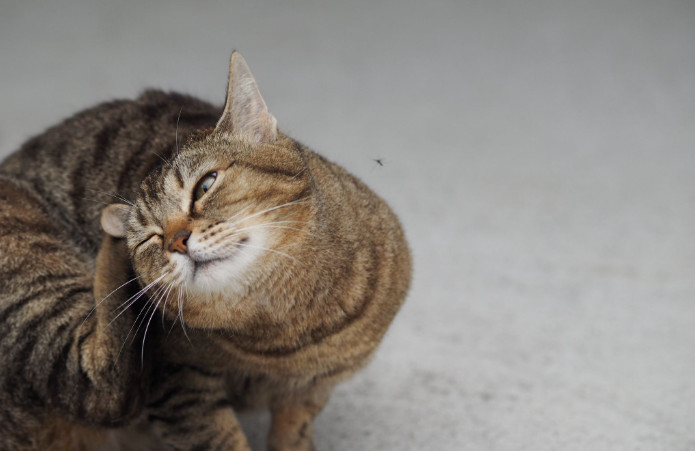 Flea Treatment for Kittens 8 Weeks and How to Do It