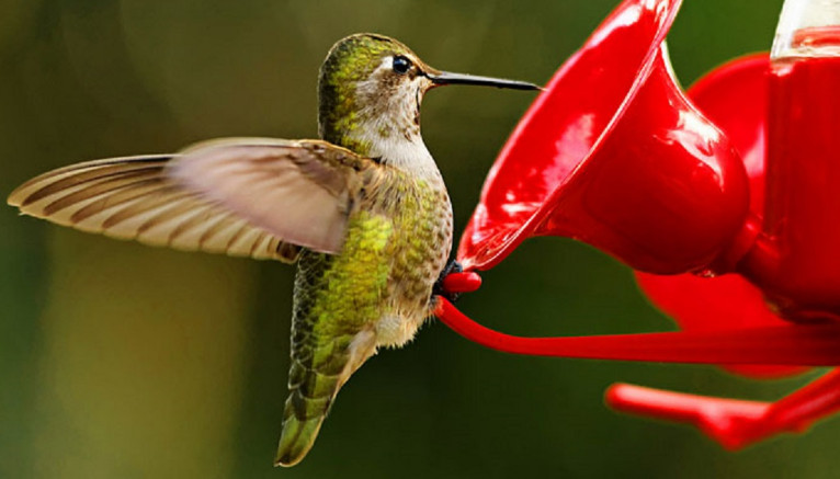 Hummingbird sugar water ratio