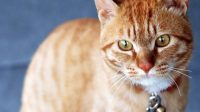 Liquid Tapeworm Medicine for Cats with Excellent Effect and Healthy Result