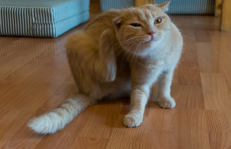 The Apoquel for Cat to Stop Its Itch