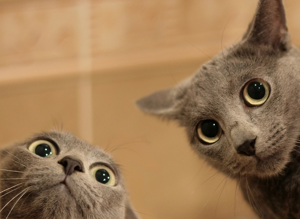 Cat Throwing up Undigested Food, the Reason Why Did They Do It