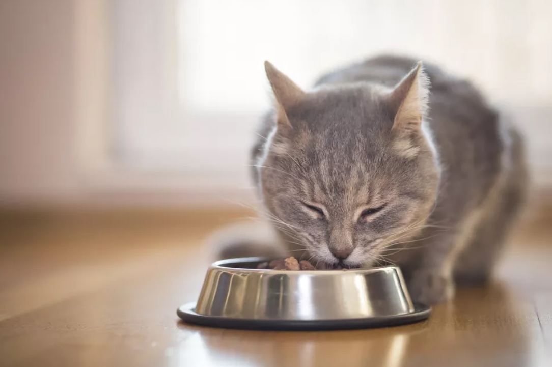 Cat Vomiting Undigested Food What May Cause Pukey Cats?
