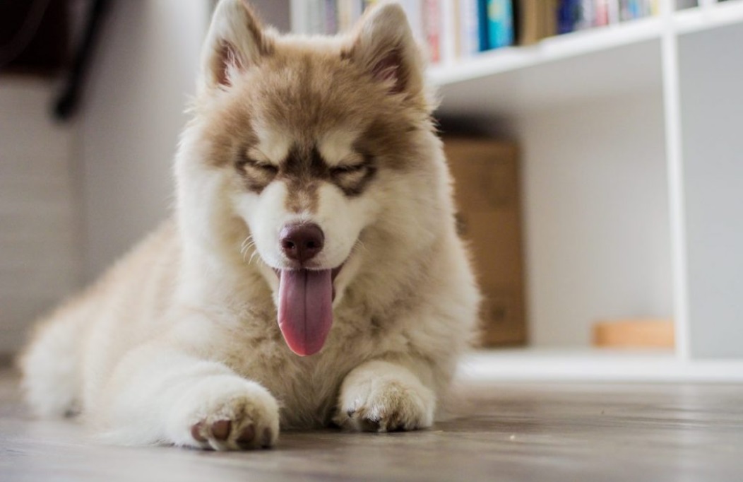 Cerenia for Dogs Upset Stomach