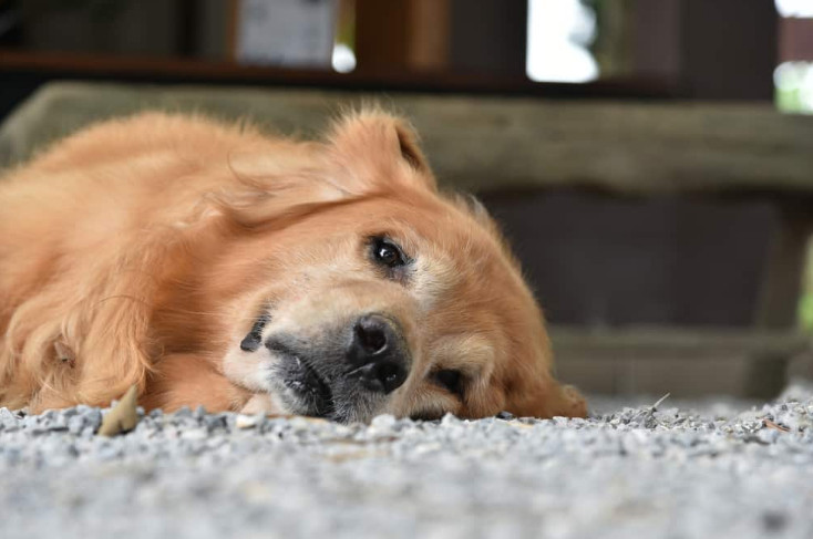 Hookworm Symptoms In Dogs